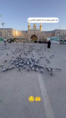 #كربلاء_مدينة_العشق_والعاشقين #السلام_عليك_يا_ابا_الفضل_العباس_ع #دخيلك_ياابوفاضل_اقضي_حاجت_كل_محتاج 