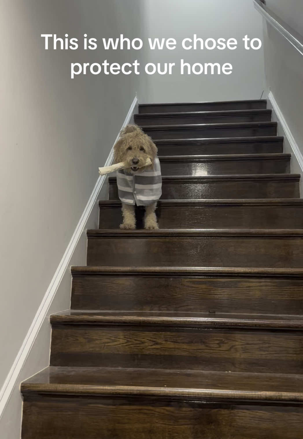 he must protec, emotional support bone required #dog #dogsoftiktok #fyp #funny #bone #goldendoodle 