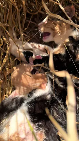 Olhem essa ninhada da Chaninha foram quatro bebes 🙏🏼😻