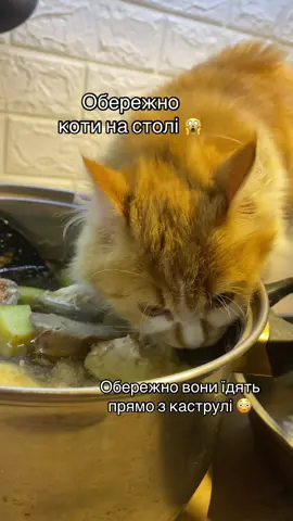 Завжди контролюють свій особистий паштет 😌🤭##котикзвулиці##fannycatvideo##recommendations##catsoftiktok##fur