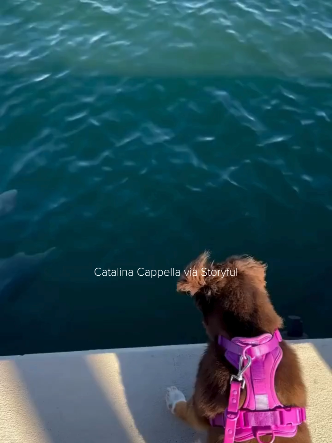 A woman captured on camera a moment she described as “straight out of a Disney movie,” when a pair of dolphins came to greet her dog as they were out for a walk in Miami. Footage here, from Catalina Cappella, shows the dolphins coming to the surface as the dog watches. Cappella told Storyful that she was on an afternoon walk with her dog Malbec at Maurice A Ferre Park in Miami, when she saw a family of dolphins. “Then, unexpectedly, they gave us a moment straight out of a Disney movie,” she said.