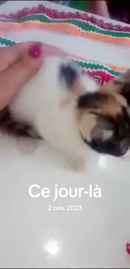 #cejour-là  #tiziouzouⵣimazighen💛💚 #tiktoklongs 