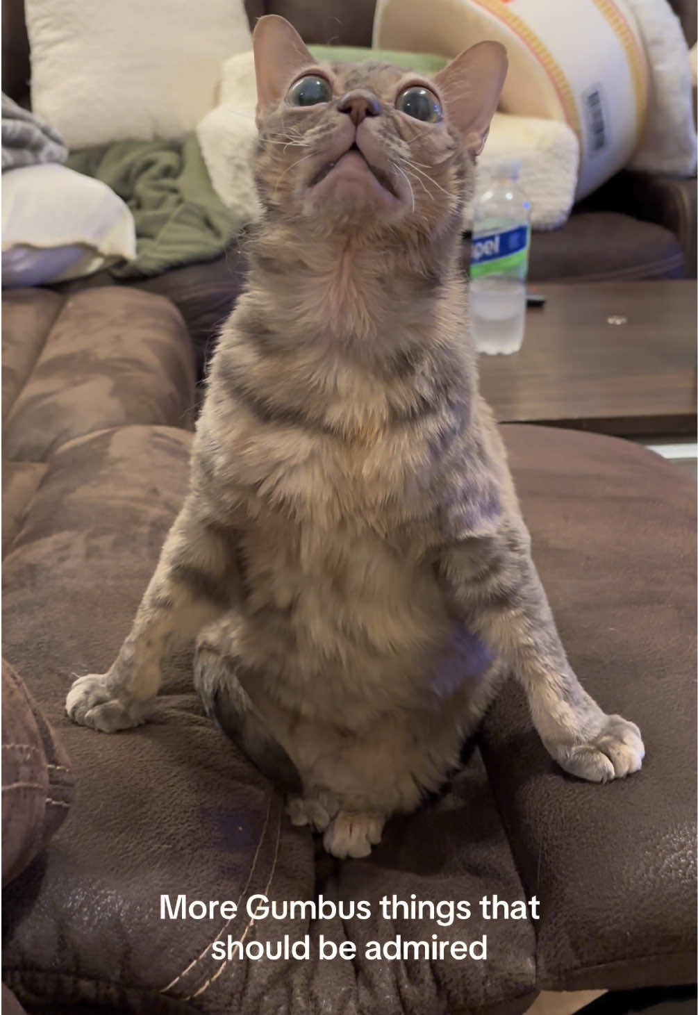 Very cool!  #cat #cutecat #rescuecat #tiktokcats #funnycat 