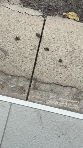 Happy Sunday🪰 #giantess #giantesscrush #giantesstiktok #giantesscommunity #stomper #goddess #tiny #bug #lanternfly 