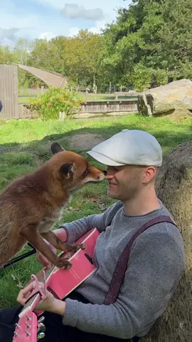 Didn’t expect those kisses 🥹❤️‍🩹  Merci @Legendia Parc pour l’accueil 🫶 #animal #fox #foxes 
