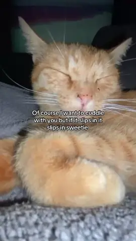 #cuddle #cuddles #slip #goviral #cutecat 