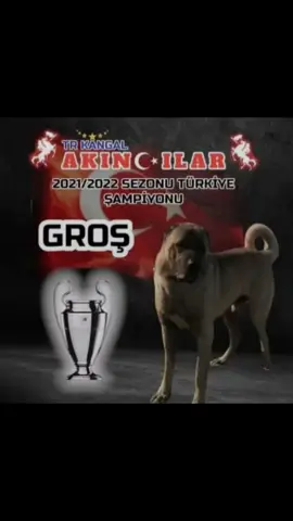 EFSANE ŞAMPİYON GROŞ 👑👑🔥