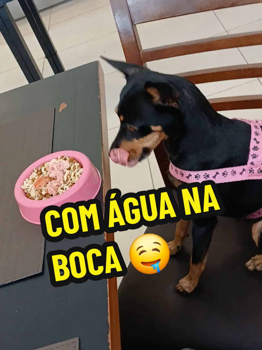 Ela Querendo Comer Sentada, só Qua a Mesa Era Mais Alta 🐕🤭 @Valmir Oliveira 007  #diaadia #almoço #pincher  #domingo #forpageyou 