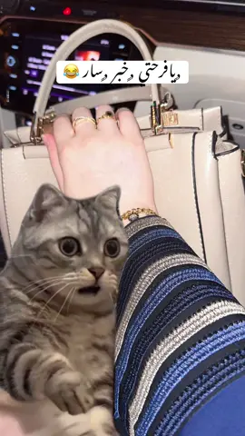 #Meme #MemeCut #تصميم_فيديوهات🎶🎤🎬تصميمي🔥 #تصميم_فيديوهات🎶🎤🎬 