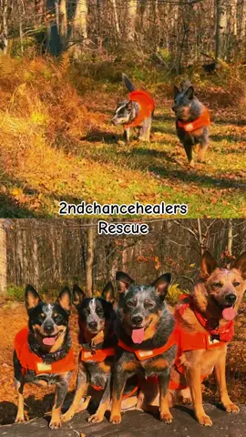 #2ndChanceHealers #RescueDogs Cookie, Nilla, Nico, & Yara 