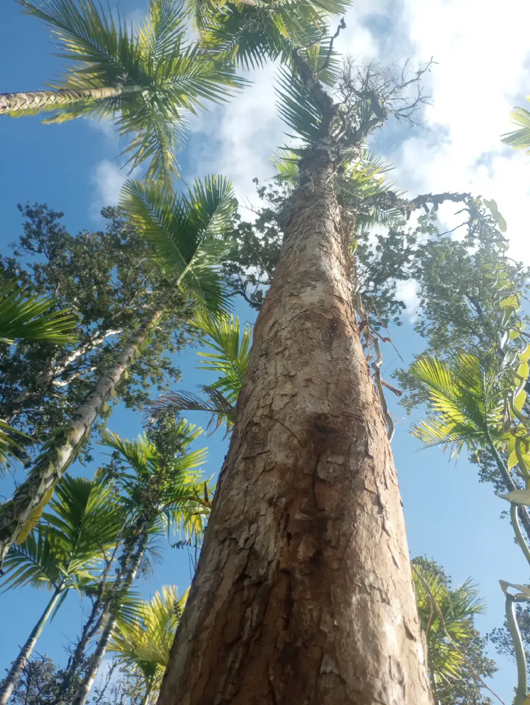 tree fort fun with the kids 