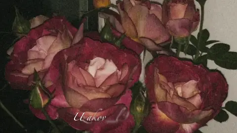 Yurak🫀#рекомендации #рекомендации❤️❤️❤️ #iymovi😍😇 #iymovie❤️ #iymovistatus 