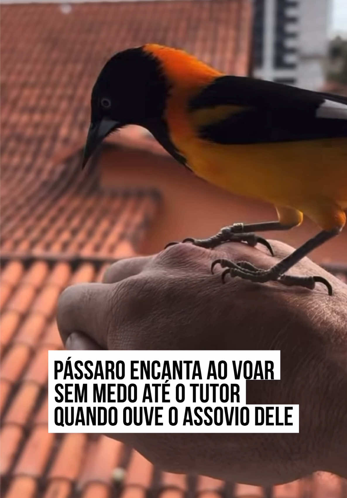 🥰🎶  Eu nunca tinha parado para pensar tanto sobre isso, mas o #amor tem som, né? Veja só o exemplo do #pássaro #Geraldinho, que encantou dezenas de seguidores com este vídeo super fofo. O tutor mostra no vídeo que a ave simplesmente aprendeu a responder ao assovio dele. Assim que ouve o som, Geraldinho voa, sem medo, mostrando a confiança que tem em quem o está chamando. É um gesto simples? Sim. Mas é também sinal de confiança e respeito entre seres humanos e animais: Geraldinho sabe que aquele som é seguro e sempre vem acompanhado de recompensa e afeto. #tiktoknotícias 📹 @companheiroveio | @myhoodbr