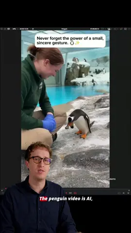 Is this penguin AI? #animals #cute #penguin #foryou #zoo This Gentoo Penguin video shows a penguin gifting a rock to a zookeeper, but it’s an IA video. Follow for more real vs. AI video spotting tips.