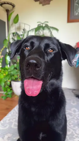 Mom keeps saying this is my last week with my coconuts..? 🤔 #fyp #coconuts #dogsoftiktok 