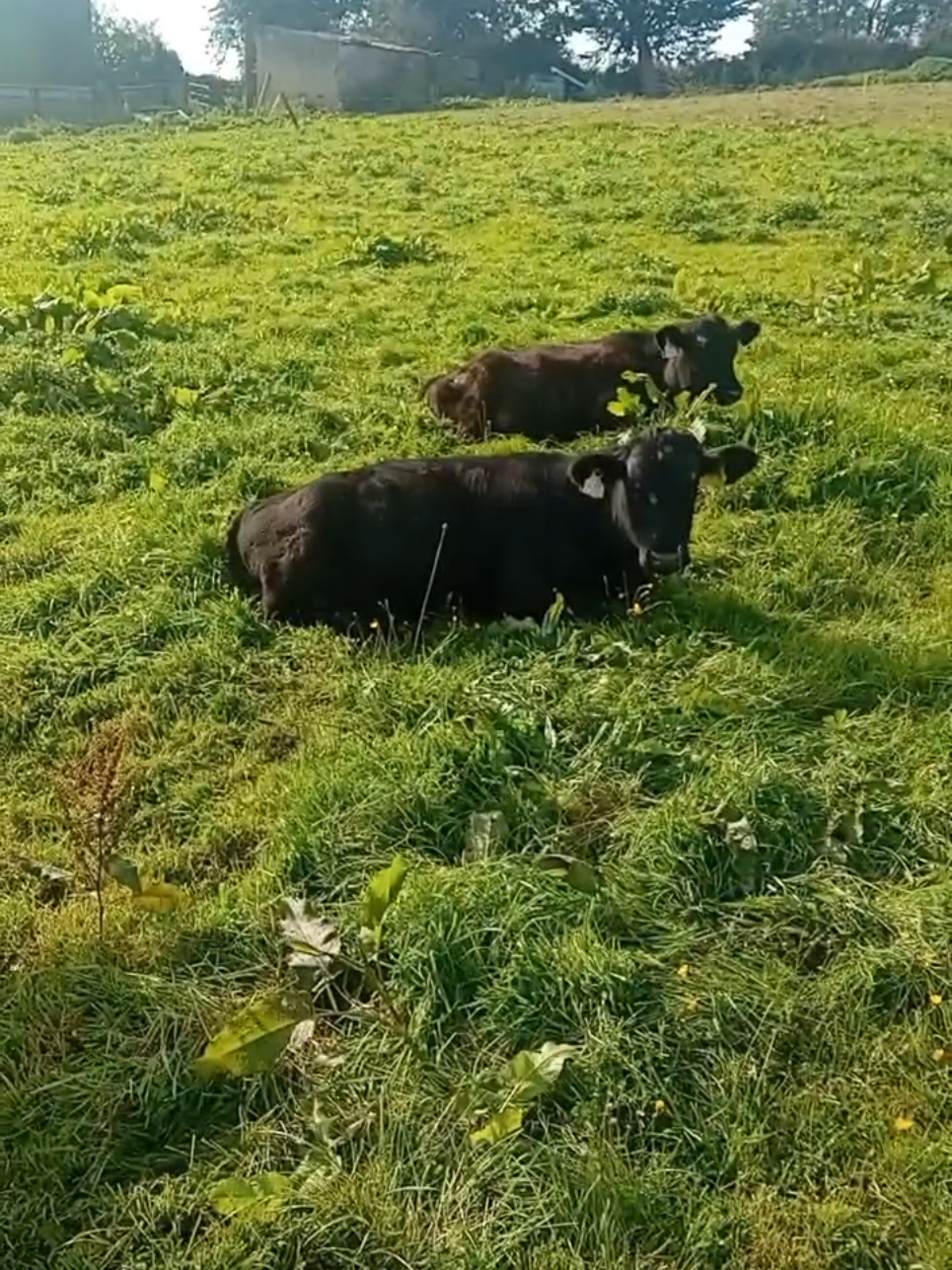 #fyp #cattle #calves #ireland 