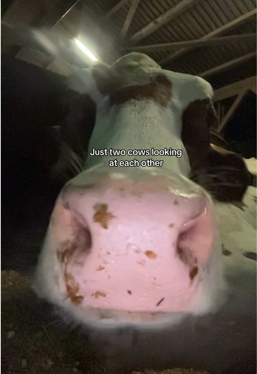 🐂🐂 #goviral #cows #lillithmuh #riding 