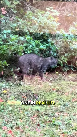 I’m a cat person 🫶🏼 #catsoftiktok #bobcat 