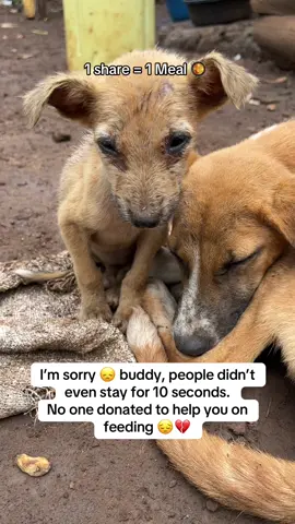 TikTok help me find help for my dogs.  Donation links in bio to help on feeding and medical 🏥 