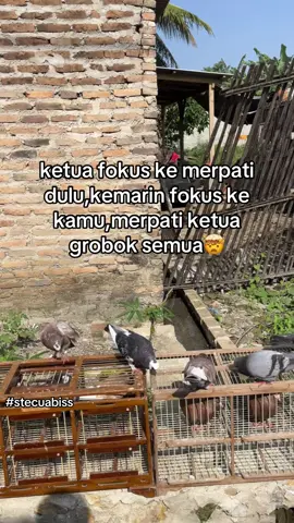 kacau😂😂#merpatilampung #merpatikolongbebas #merpatikolong #mainmerpati #merpatilovers 