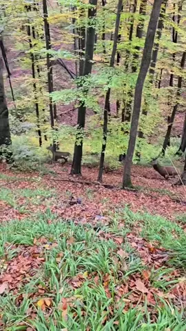 #natura #foruyou #fypシ゚ #dambovita 