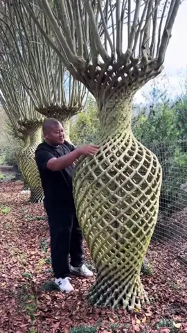 #agricultura #arvores #moveis 