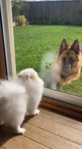 When You Act Tough Until the Door Opens 😂🐶 #FunnyDogs #SmallDogVsBigDog #DogComedy #Pomeranian #GermanShepherd