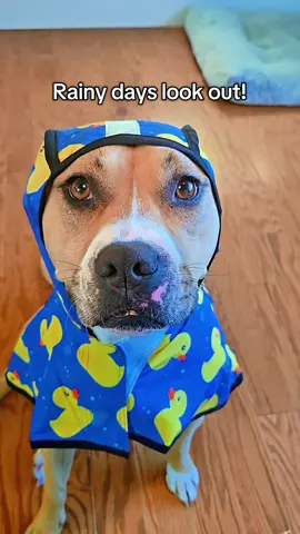 We absolutely love our new raincoat!! Dog & particularly pittie parents this is perfect for those pups who hate the rain & won't even potty when there is a drop! 