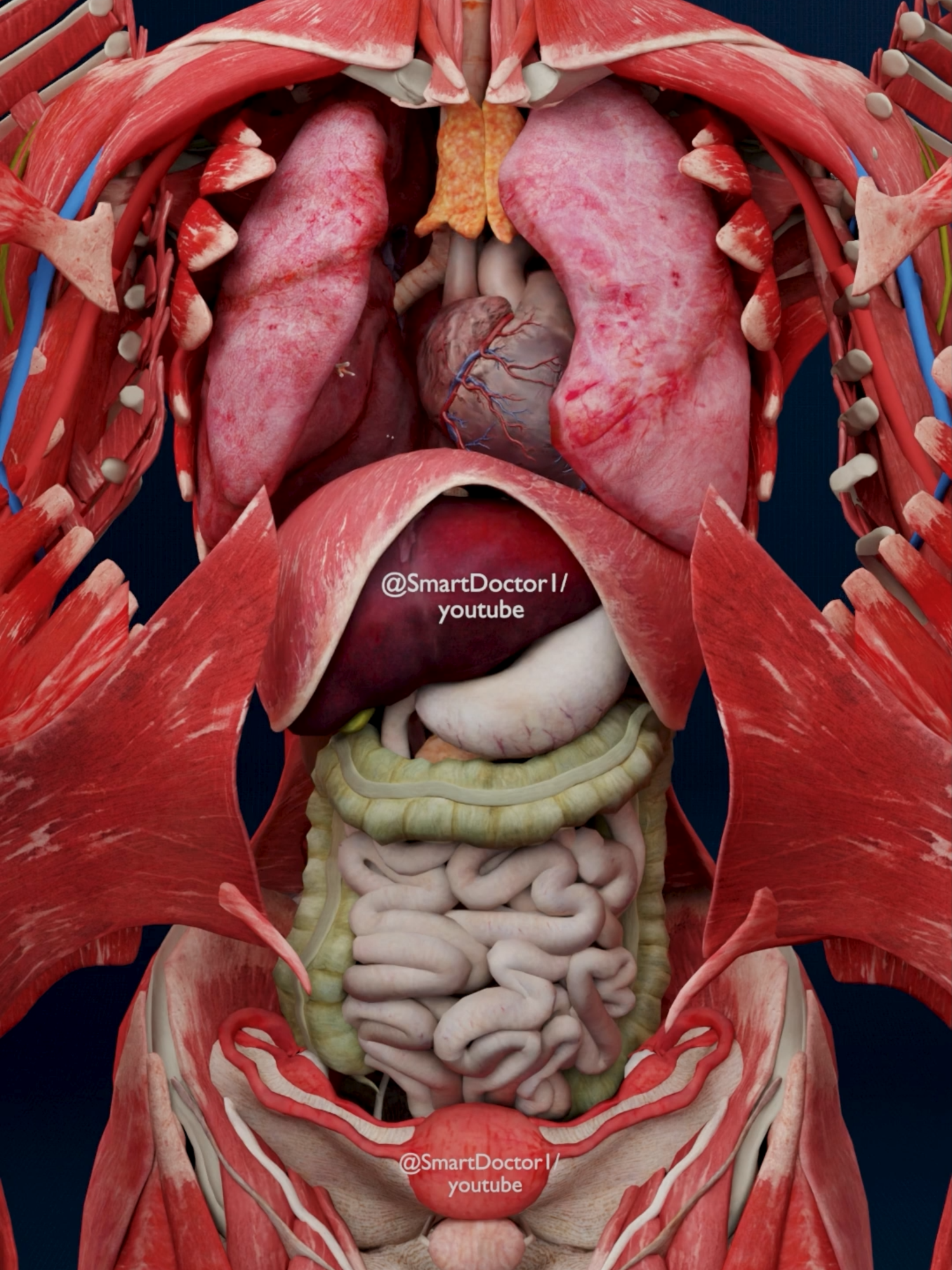 The Inner Machine | Exploring Human Systems 🔬 . . . . . . . . . . . . The human heart is a vital organ that pumps blood throughout the body, supplying oxygen and nutrients while removing carbon dioxide and waste products. Here are some key points about the human heart: Anatomy: The heart has four chambers: two upper atria and two lower ventricles. The right side pumps deoxygenated blood to the lungs, while the left side pumps oxygenated blood to the rest of the body. Valves: There are four main valves (tricuspid, pulmonary, mitral, and aortic) that ensure unidirectional blood flow through the heart and prevent backflow. Circulation: The heart is part of the circulatory system, which includes the pulmonary circuit (to and from the lungs) and the systemic circuit (to and from the rest of the body). Electrical System: The heart has its own electrical system, including the sinoatrial (SA) node, which acts as the natural pacemaker, regulating the heartbeat. Health: Maintaining heart health is crucial, as cardiovascular diseases are leading causes of morbidity and mortality. Lifestyle factors such as diet, exercise, and avoiding smoking play a significant role in heart health. . . #anatomy #anatomia #anatomía #education #anatomi #cardio #ANATOMY #heartanatomy #medicina #3danimation #pregnancy #pulmonaryhypertension #pregnant #baby #gravidez #medstudent #animation #smartdoctor #smartdoctor1 #cardiology