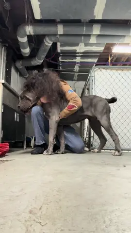 Takes a few minutes for her to calm down before I'm giving any love , Hard headed as a mf 😂❤️ #upstatecanecorso #katana #strongwilled #dogs #canecorso 