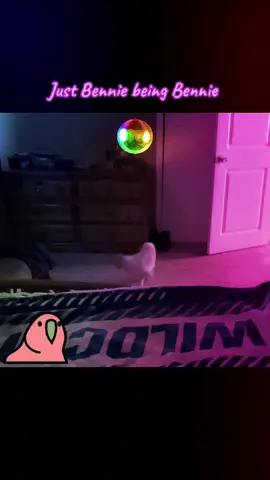 Bennie cracks me up. He’s healthy btw 🤣 #catsoftiktok #danceparty #fyp #spinnyBennie #mycatisbroken 