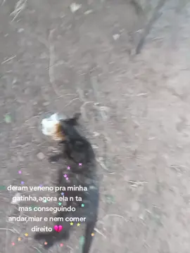 a dor de n poder fazer nada.... #gatinhos #veneno #vaiprafyporfavor #triste #meupet 