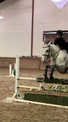 boris loving the easy life🦄 #easypeasy #bordeaux #greyhorse #equatationhorse #fyp 