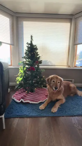 6-Pack Christmas Socks Unboxing #ChristmasCountdown  #HolidayShopping#FestiveVibes #CozyVibes #fyp 