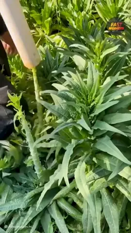 #اللهم_صل_وسلم_على_نبينا_محمد #creatorsearchinsights #صلوا_على_رسول_الله #صلوا_على_رسول_الله 