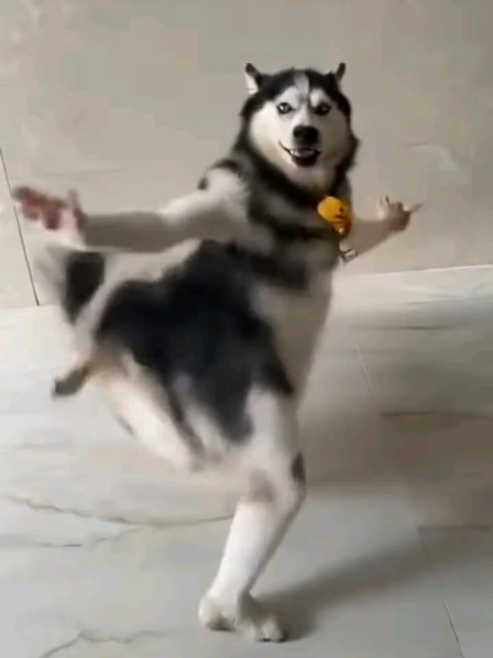 husky dance daily  #husky #dance #daily  #dog #foryou #viral #tiktokofficial 