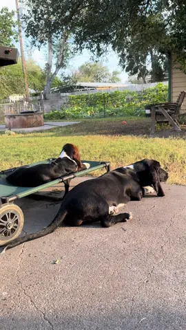 Cissy and Ralphie 2 peas in a pod #mykidshavepaws #dogsoftiktok #myheart #puppy #haveagreatday 