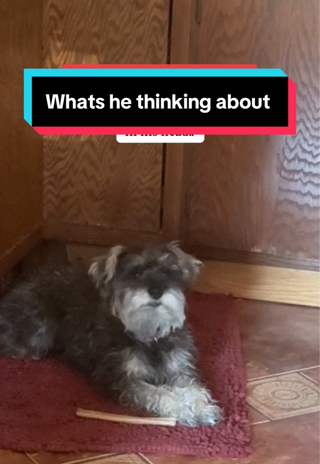Who feels the same way??  #PetsOfTikTok #whatismypetthinking #minischnauzer #minischnauzersoftiktok #tucsonarizona 