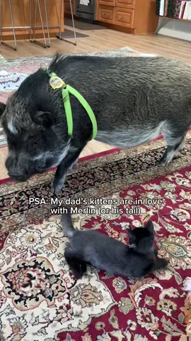 are u kidding. Sufi could not get enough of Merlin’s swooshy tail