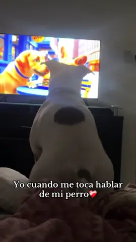 Nuestro consentido💙🐶 #dog #fyp #pitbull #perrhijo #perrostiktokers 