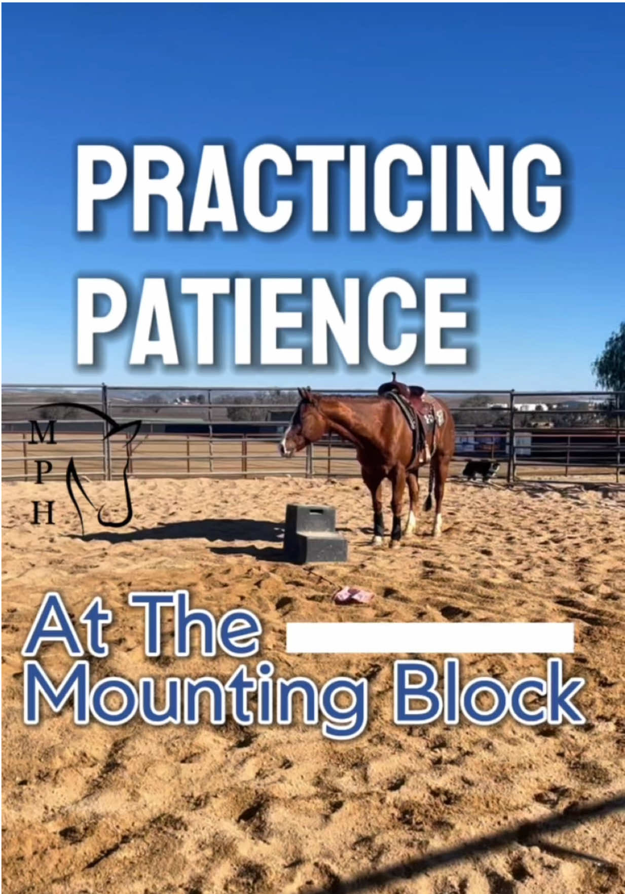 Practicing Patience | the Mounting Block #horse #training #horseriding #fyp #horsemanship 