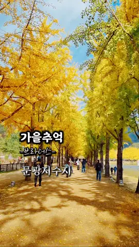 #문광저수지 #은행잎 #가을추억 #가은 #