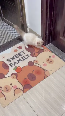 #cutecat #misionimposible #huntercat #fyp #parati #gatosdetiktok #foryouu #foryoupage❤️❤️ #catlover #foru 