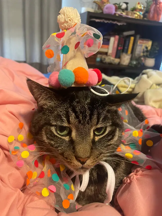 My cat birthday #cat 