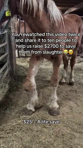 You rewatched this video twice and share it to ten people to help us raise $2700 to save them from slaughter#fyp #goviral #sanctuary #horse #newyork 