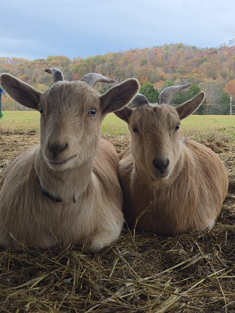Snuggle Sunday: the one in which our Ollie Bean gets jealous because clearly he is the only baby bean . . . #magnoliaharborcarefarm  #animalsanctuary  #snugglesunday  #cuddle 