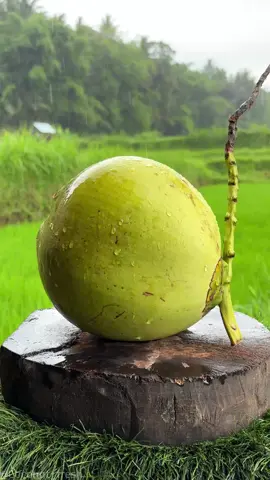 Straight from the Tropics: Spratly’s Freshest Coconut #asmr #cuttingskills #satisfying #coconut #viral 