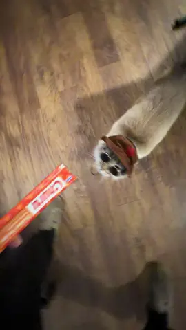 Day44 of feeding my cat churus everyday until he becomes fat. #fyp #catsoftiktok #churu #asmr #particleaccelerator 