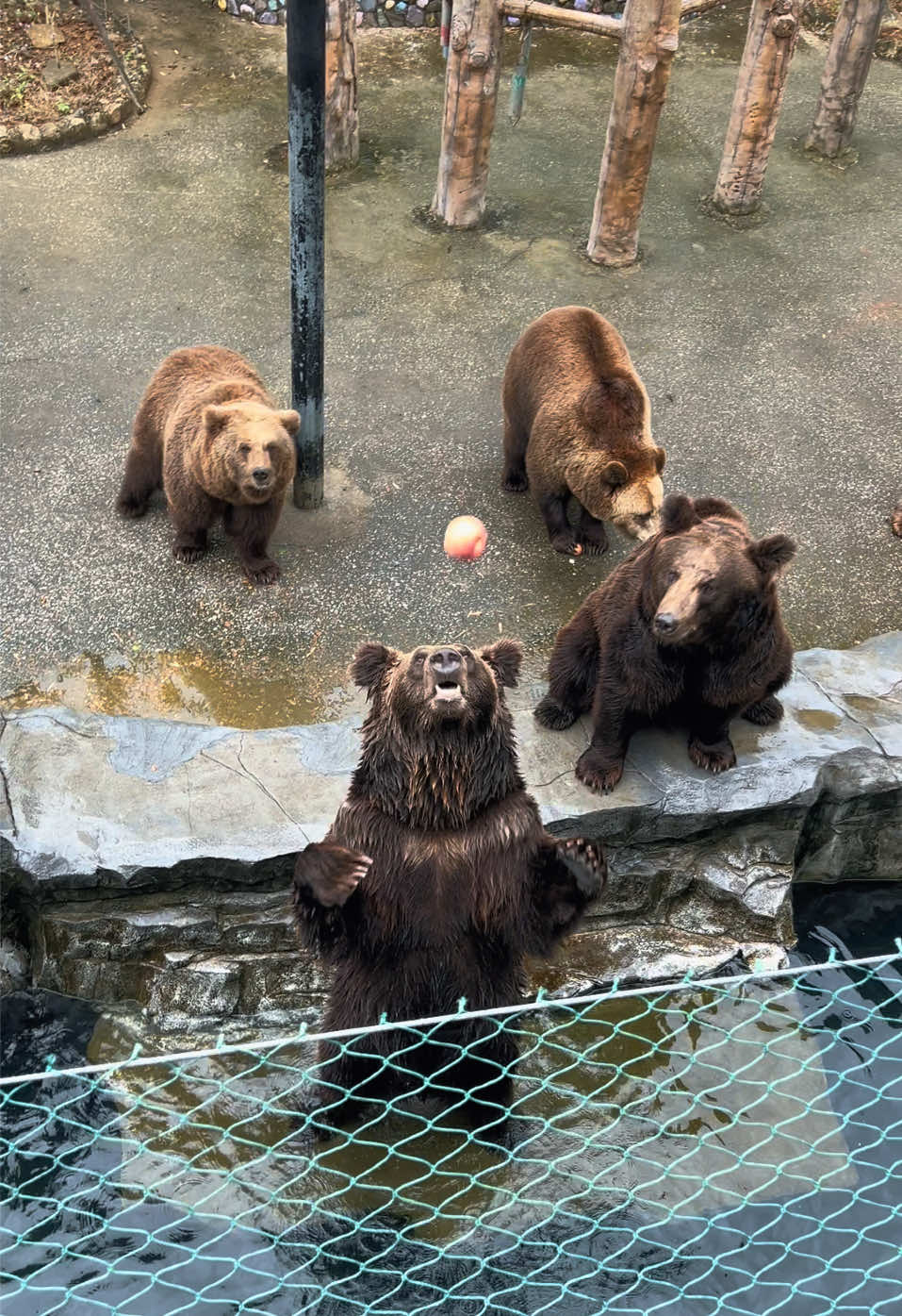 แก๊งพี่ๆชุดหมีมาแล้วครับ🐻❤️#สมคิดแสนรู้ #ช้างแอฟริกา #animals #สวนสัตว์tiktok #เทรนด์วันนี้tiktok 
