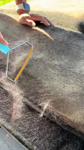 This brush is amazing for cleaning up the saddle pad! #tiktokshop #fyp #viral #barnlifeisthebestlife 